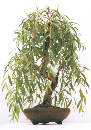 Photo showing an old weeping willow (salix babylonica) bonsai tree, grown from a cutting and shown here in a round Japanese pot with ornate 'cloud' feet.  This particular bonsai was grown from a small cutting over 30 years ago.