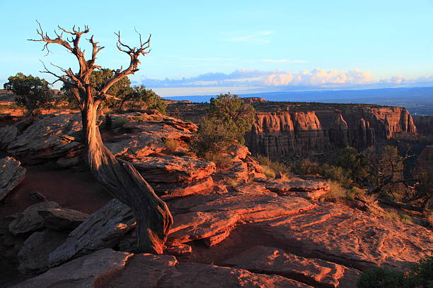 istock Warped tree at Colorado National Monument 485022998