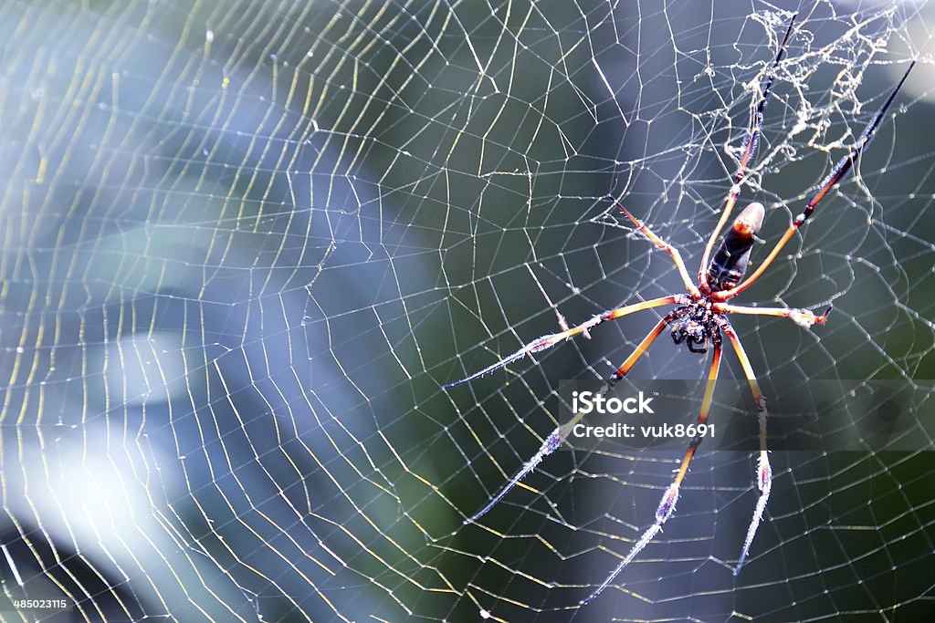 Palm spider - Zbiór zdjęć royalty-free (Banded-legged Złoty Jabłko-sieć Pająk)