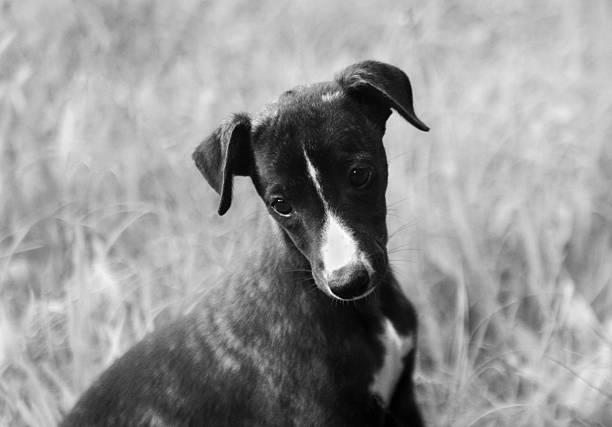 istock Portrait of young dog on grass 485023129