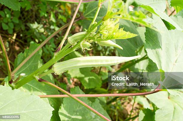 Ladies Fingers Plant Stock Photo - Download Image Now - Cooking, Food, Food and Drink