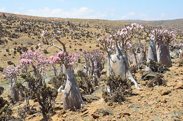 istock Bottle trees (adenium obesum) on Socotra, Mumi hill 485024339