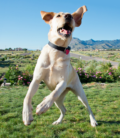Labrador Retriever Dog Jumping to Fetch the Ball