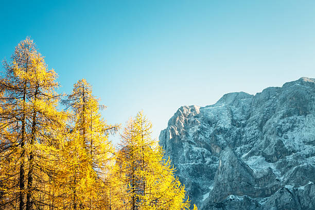 istock Larch Trees In Autumn Colors 485025972