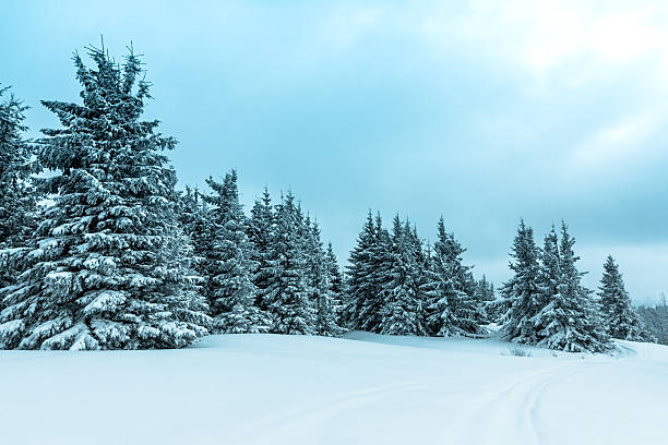 istock Beautiful winter landscape with snow covered trees 485030024