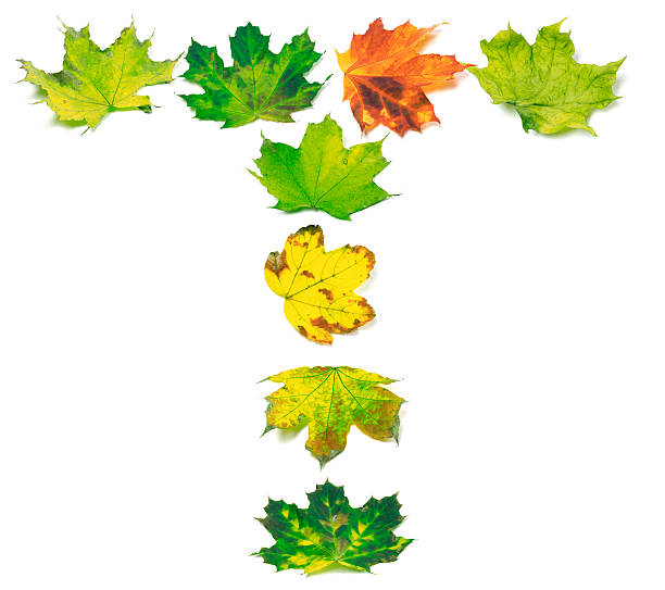 istock Letter T composed of multicolor maple leafs 485030074