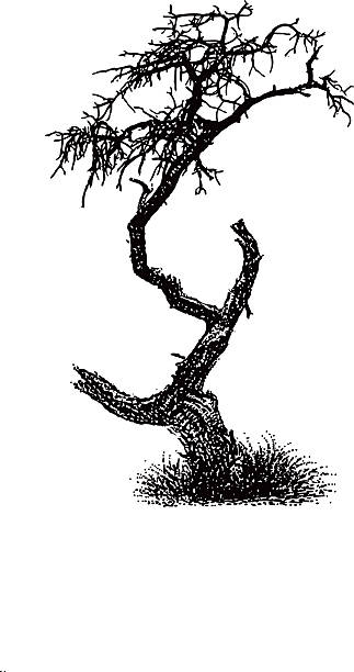 Dead Juniper Tree Engraving illustration of a dead Juniper tree in Canyon Lands National Park. juniper tree juniperus osteosperma stock illustrations