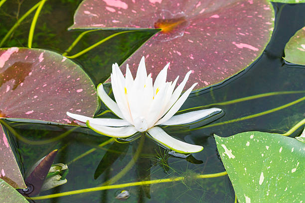 istock Beauful Lotus flowers 485030578