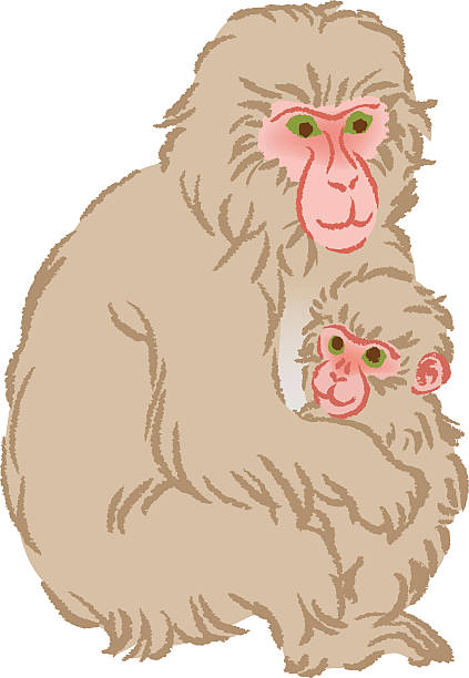 ilustraciones, imágenes clip art, dibujos animados e iconos de stock de año de los monos clip art -mother niño abrazando - japanese macaque monkey isolated on white macaque