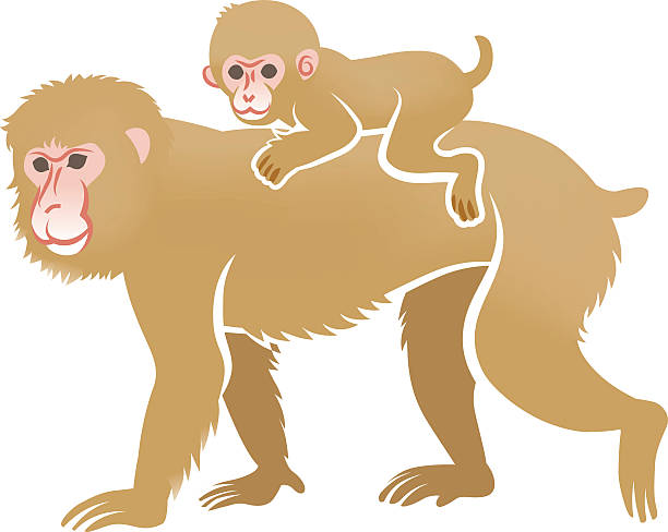 jahr des monkey clip art -piggyback ride - makake stock-grafiken, -clipart, -cartoons und -symbole