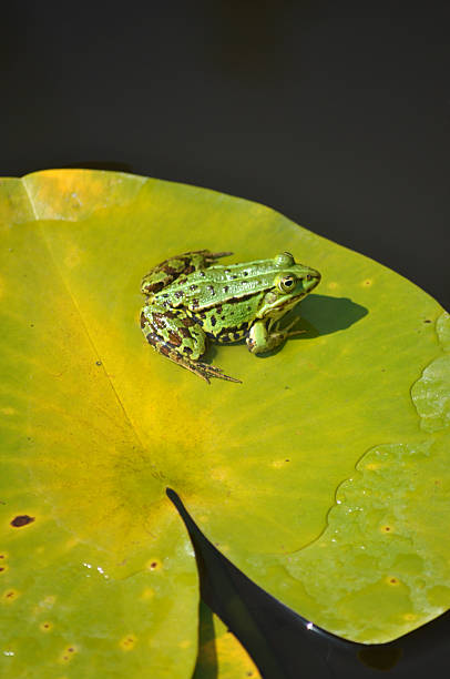 istock Water frog sitting on a lily pad in the sunlight 485036466