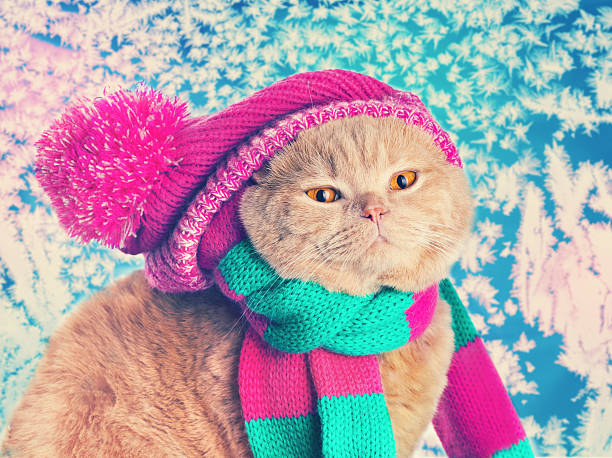 istock Cat wearing a pink knitting hat and 485037394
