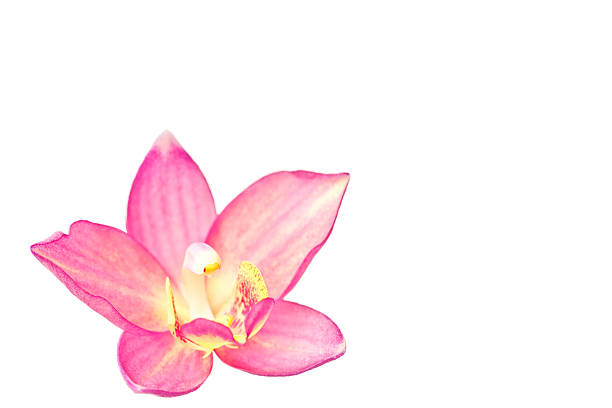 Pink ground orchid isolated on white