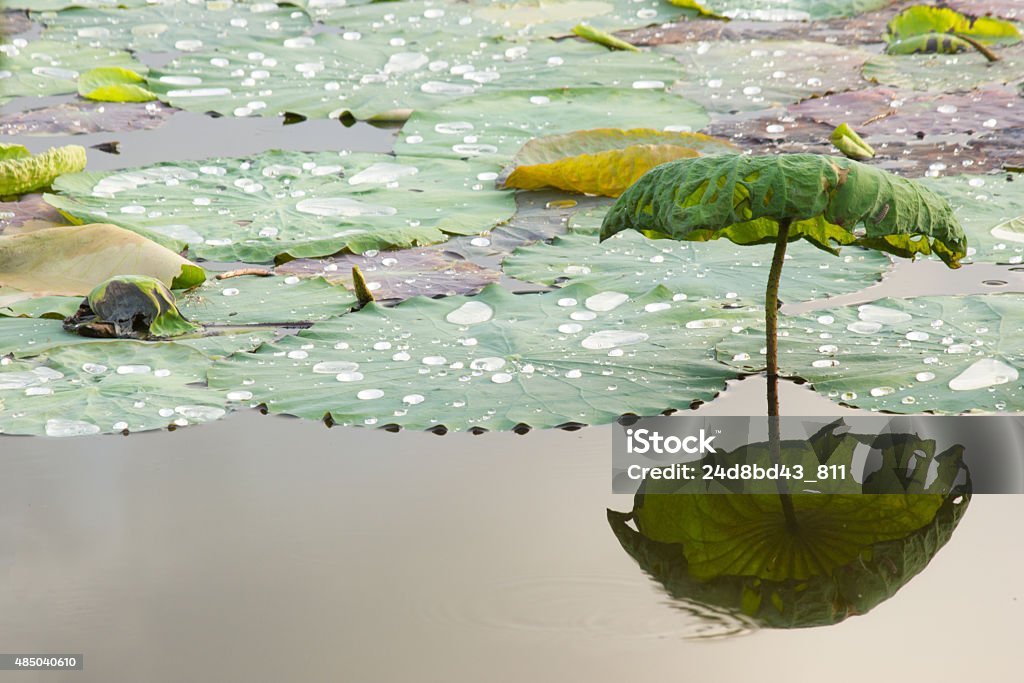 Drops of Water on Lotus Leaf 2015 Stock Photo