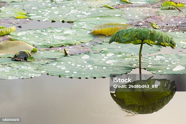 Drops Of Water On Lotus Leaf Stock Photo - Download Image Now - 2015, Dew, Drop