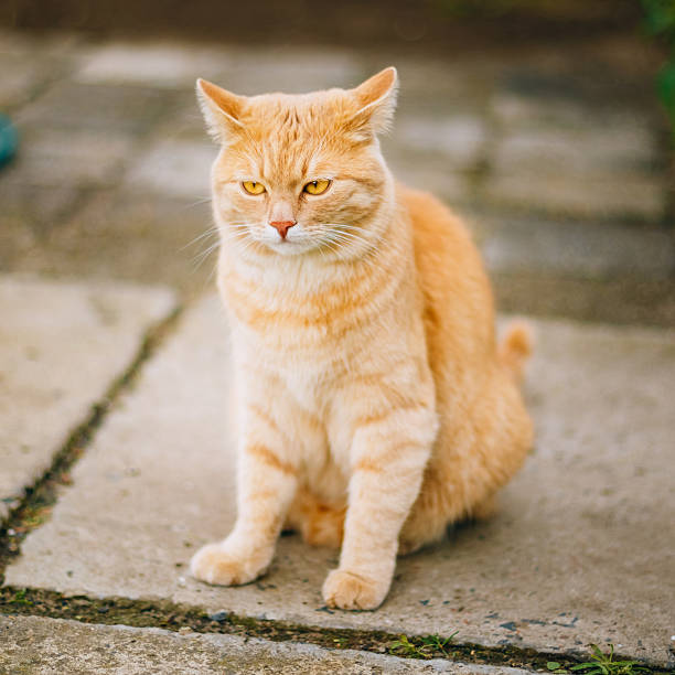 istock Red Cat Sitting On Concrete Floor 485040734