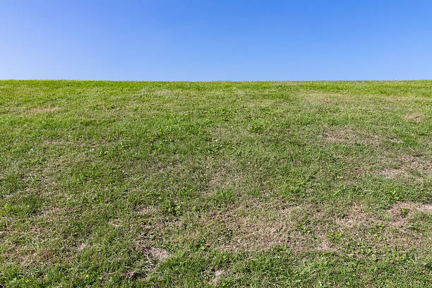 istock Nature background, green grass with blue sky 485041258