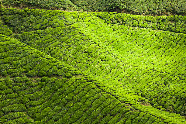 istock Tea plantations in state Kerala, India 485045360