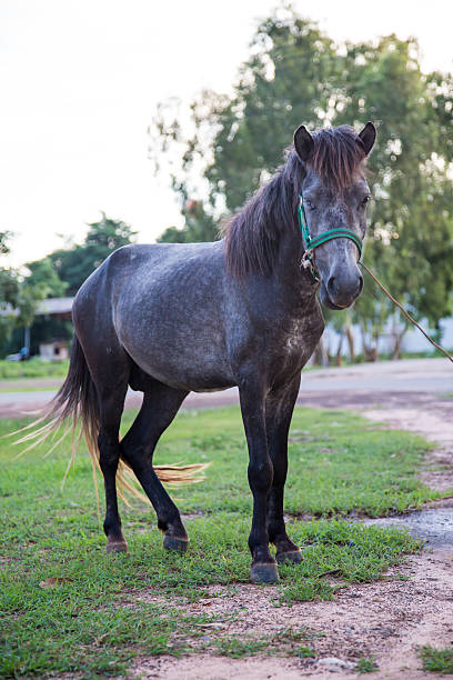 istock Horse in the field 485045374
