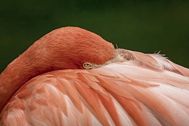 istock The Flamingo itch 485045906