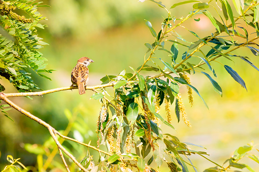 A sparrow perched on an acacia branch under the warm summer sun