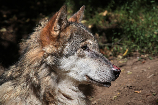 Eurasian wolf (Canis lupus lupus). Wild life animal.