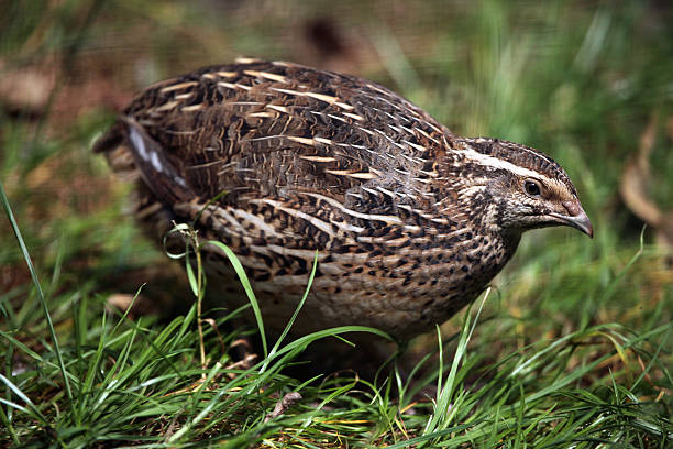 Japanese quail (Coturnix japonica). Japanese quail (Coturnix japonica). Wild life animal. coturnix quail stock pictures, royalty-free photos & images