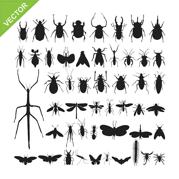 ilustraciones, imágenes clip art, dibujos animados e iconos de stock de siluetas de vector de insectos - insecto