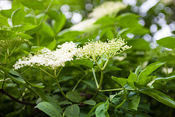 Flowers and buds of the black elder (Sambucus).