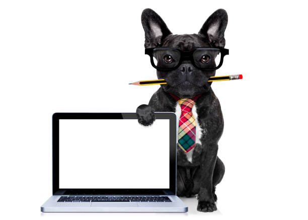 empleada de oficina perro - perro corporativo fotografías e imágenes de stock