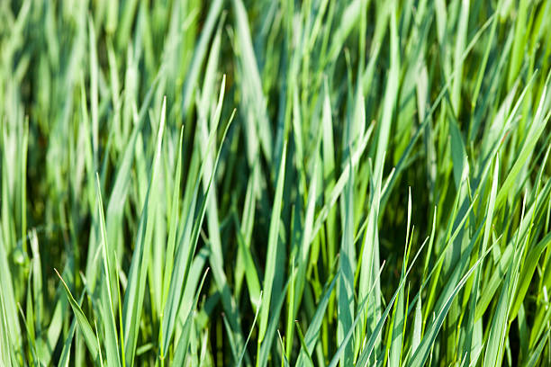 istock Green grass in the sunshine 485052542