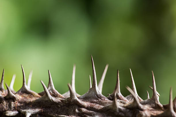 istock Sharp thorns and barbs on plant Asia 485052760