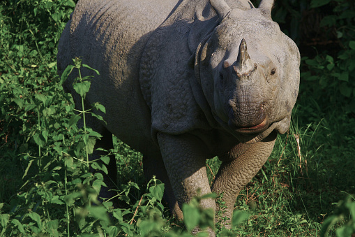 A rhinoceros eating grass in Nepalhttp://195.154.178.81/DATA/i_collage/pu/shoots/805034.jpg