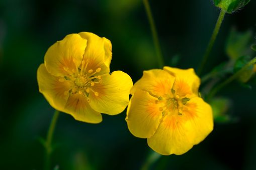 Organically grown Hypericum 'Hidcote' flowering in Summer in Pembrokeshire, Wales, UK.