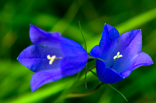 Pair of blue Campanula flowers in the Austrian Alps.
