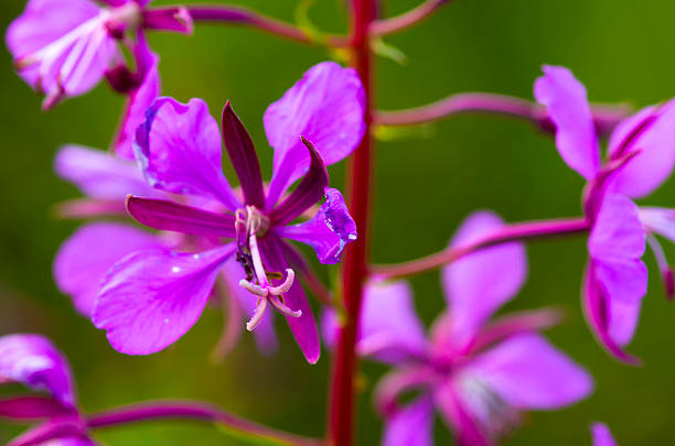 istock Pink speedwell flowers 485053748
