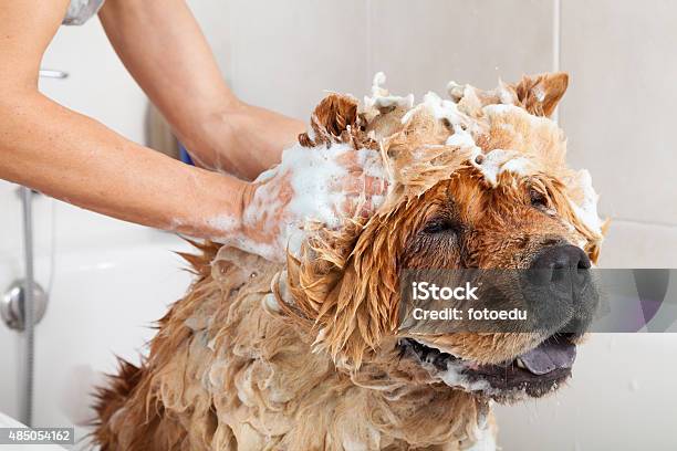Bathroom To A Dog Chow Chow Stock Photo - Download Image Now - Dog, Bathtub, Shampoo
