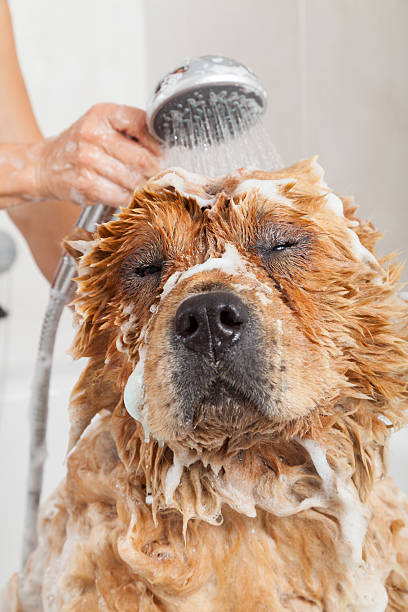 istock Bathroom to a dog chow chow 485054186