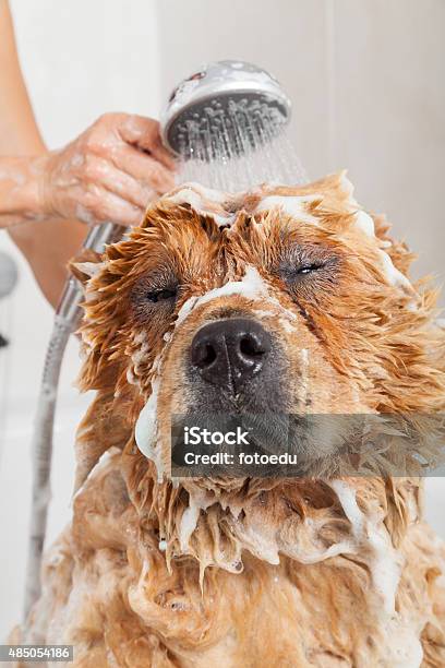 Bathroom To A Dog Chow Chow Stock Photo - Download Image Now - Dog, Bathtub, Shower