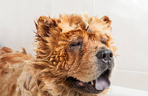 istock Bathroom to a dog chow chow 485054222