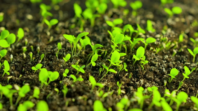 Time-Lapse of Germinating Lettuce