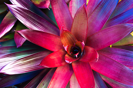 Close up of a tropical red Bromeliad plant. A common flowering plant with vibrant color native to tropical Americas. Photographed outdoor on location in Kauai, Hawaii, USA. Photographed from high angle close-up in horizontal format.  with copy space available.