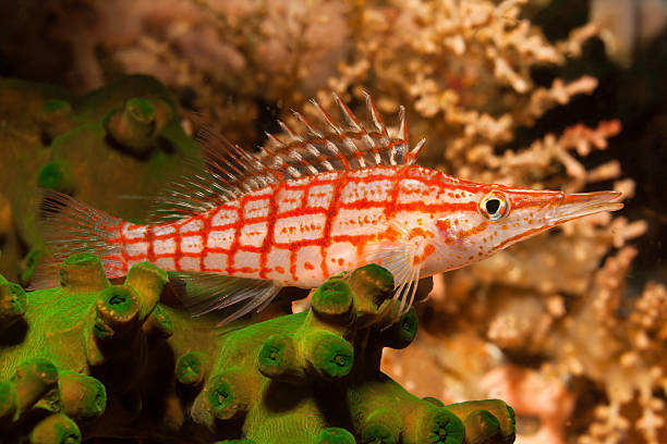 istock Longnose Hawkfish Oxycirrhites typus on Black Suncoral, South Komodo, Indonesia 485057122