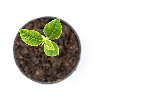 Young green plant in small black pot isolated on white Young green plant in small black pot isolated on white background potted plant from above stock pictures, royalty-free photos & images