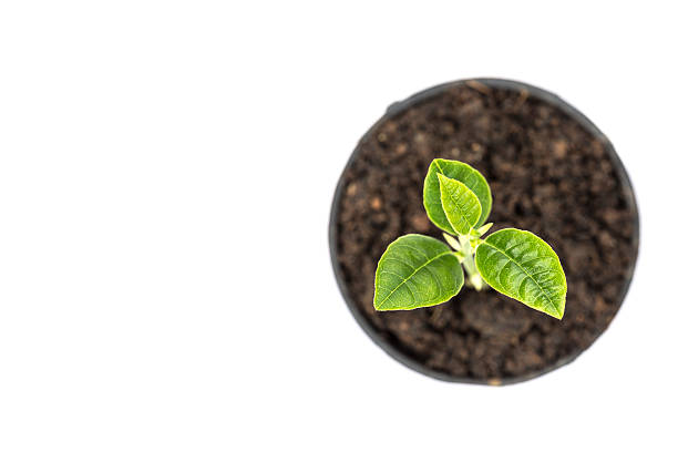 istock Young green plant in small black pot isolated on white 485058402