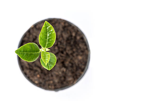 istock Young green plant in small black pot isolated on white 485058404