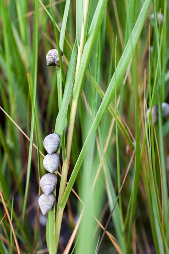 Close up shot of a periwinkles (marine gastropod mollusc) attached to tidal grass in an estuary to the Chesapeake Bay. The snails are in focus in the foreground and the grass falls out of focus in the background. A great tidal marine nature shot signifying coastal sea life.