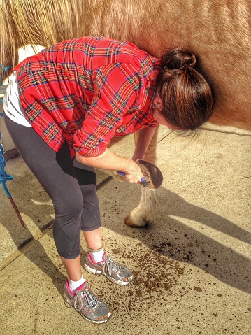 A brunette woman in a plaid red shirt and legging pants in cleaning a horse's hoof/foot.