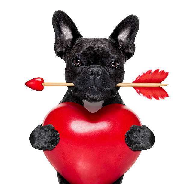 valentines アロウ犬 - flirting humor valentines day love ストックフォトと画像