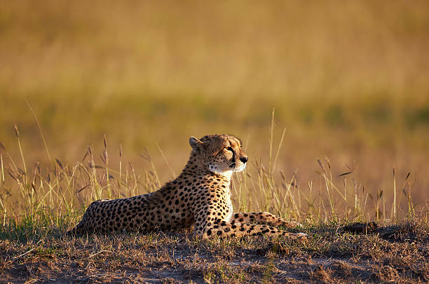 istock Beautiful Cheetah lying in the bush 485059532